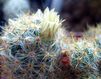 Кактус Mammillaria -prolifera