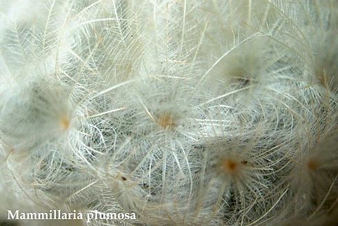  Mammillaria plumosa 