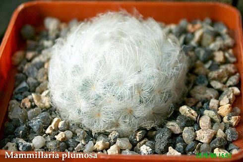  Mammillaria -plumosa 