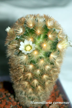  Mammillaria -carmenae 