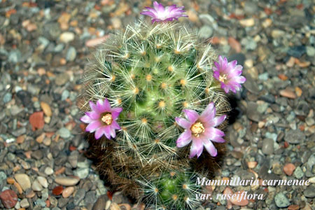  Mammillaria carmenae x laui 