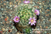  Mammillaria carmenae x laui