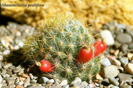  Mammillaria -prolifera 