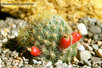 Кактус Mammillaria -prolifera