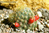  Mammillaria -prolifera