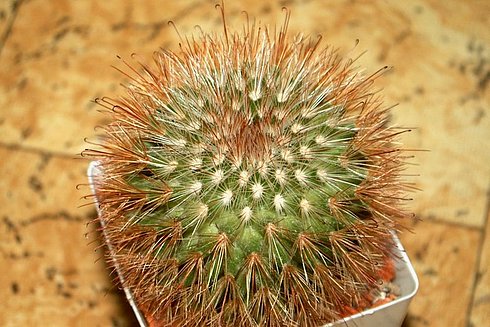  Mammillaria 6 