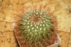  Mammillaria 6