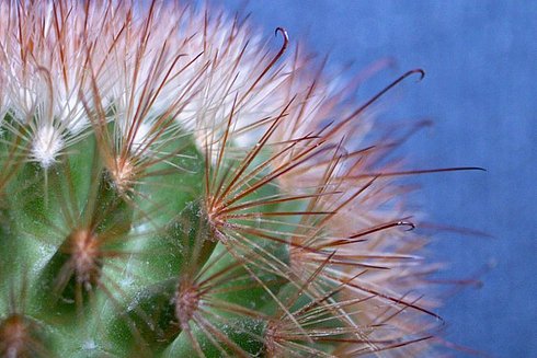  Mammillaria 6a 