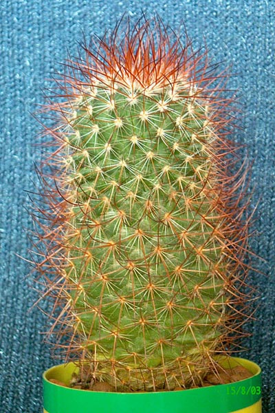  Mammillaria pringlei 