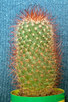  Mammillaria pringlei