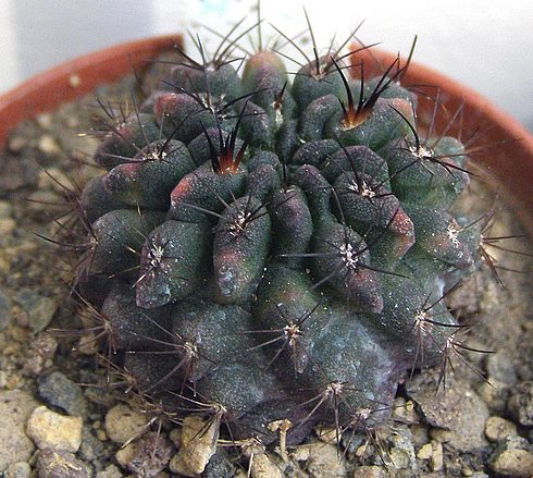  Neoporteria papaso n.i 