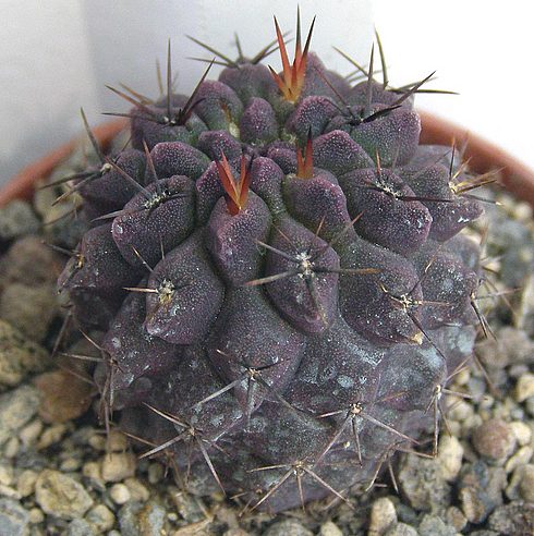  Neoporteria papaso n.i 