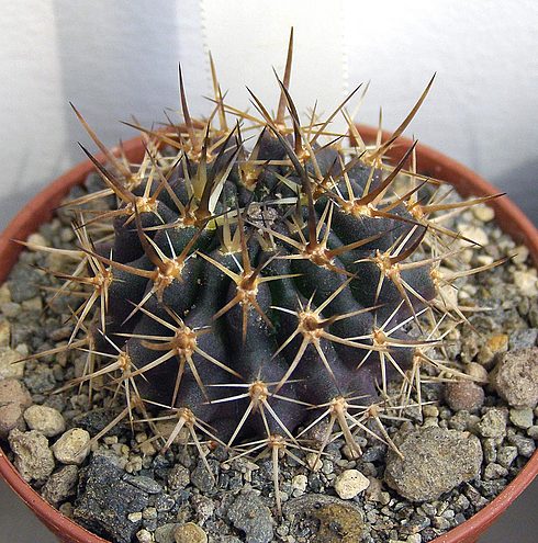  Pyrrhocactu s robustus 