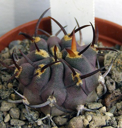  Eriosyce ceratistes aurata 
