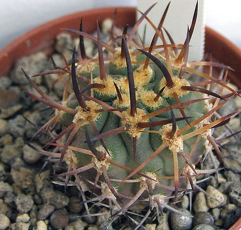  Eriosyce ceratistes aurata 