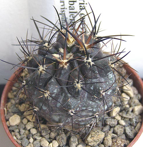  Neoporteria curvispina v. combarbalen sis 