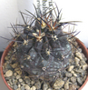  Neoporteria curvispina v. combarbalen sis