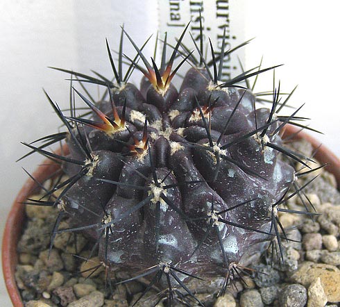  Neoporteria curvispina v. combarbalen sis 