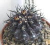  Neoporteria curvispina v. combarbalen sis