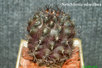 Кактус Neochilenia -odoriflora