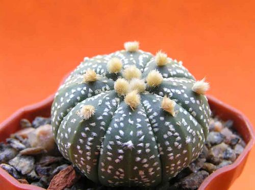  ASTROPHYTUM asterias 