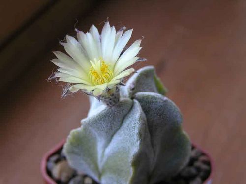  ASTROPHYTUM myriostigma 