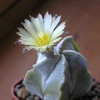Кактус ASTROPHYTUM myriostigma