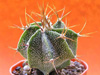 Кактус ASTROPHYTUM ornatum