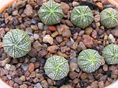  ASTROPHYTUM hyb. COAS 