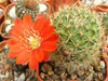 Кактус AYLOSTERA deminuta
