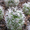 Кактус BARTSCHELLA schumannii