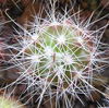 Кактус DOLICHOTHELE balsasoides
