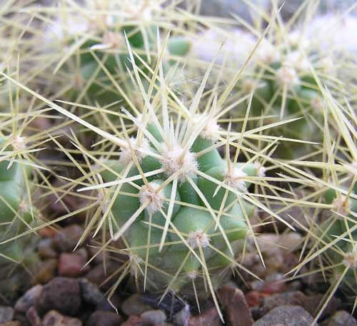  FEROCACTUS glaucescens 