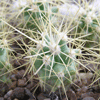 Кактус FEROCACTUS glaucescens