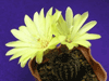 Кактус FRAILEA buenekeri