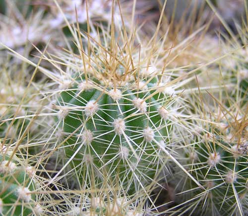  HELIANTHOCEREUS spec. VG 229, top of Sa. de Sanogasta, La Rioja 