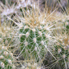 Кактус HELIANTHOCEREUS spec. VG 229, top of Sa. de Sanogasta, La Rioja