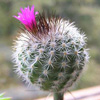 Кактус GYMNOCACTUS viereckii Lau 1159