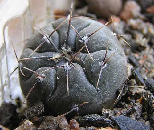  GYMNOCALYCIUM berchtii VG 05-256, Los Chanares, San Luis, origin place 