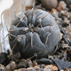 Кактус GYMNOCALYCIUM berchtii VG 05-256, Los Chanares, San Luis, origin place