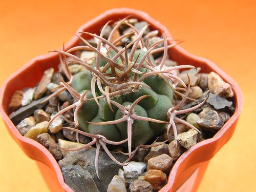  GYMNOCALYCIUM carminanthum Plapp 