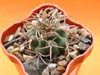 Кактус GYMNOCALYCIUM carminanthum Plapp