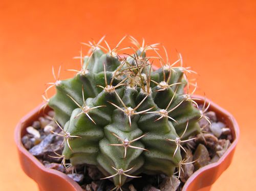  GYMNOCALYCIUM mihanovichii (144) 