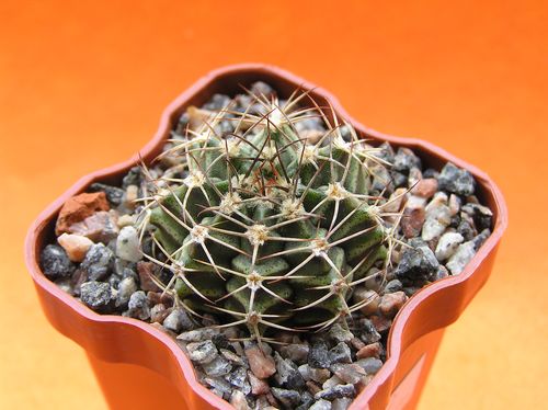  GYMNOCALYCIUM mihanovichii v. albiflorum 