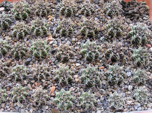  GYMNOCALYCIUM mihanovichii v. stenogonum 