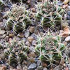 Кактус GYMNOCALYCIUM mihanovichii v. stenogonum