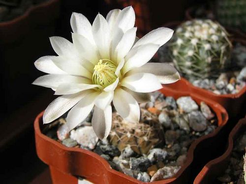  GYMNOCALYCIUM riojense v. pipanacoense VG 187, Colpes, Catamarca 