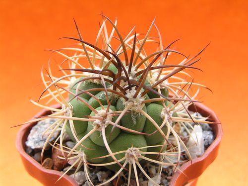  GYMNOCALYCIUM saglionis VG 227, Cuesta de Miranda, La Rioja 