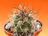Кактус GYMNOCALYCIUM saglionis VG 227, Cuesta de Miranda, La Rioja