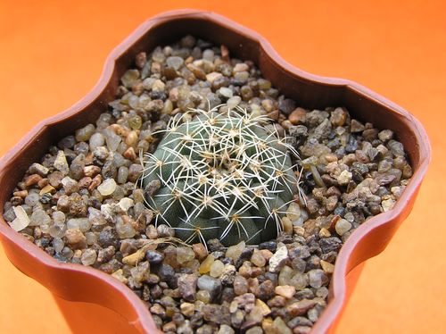  GYMNOCALYCIUM quehlianum JO 306 